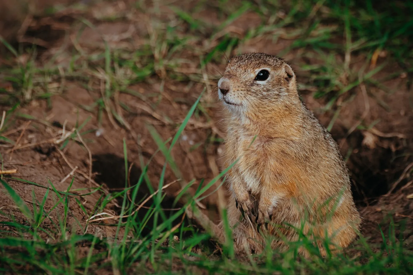 Technician treating gopher mounds in a Southern California backyard lawn